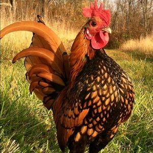 Meet your Posher, Daphne