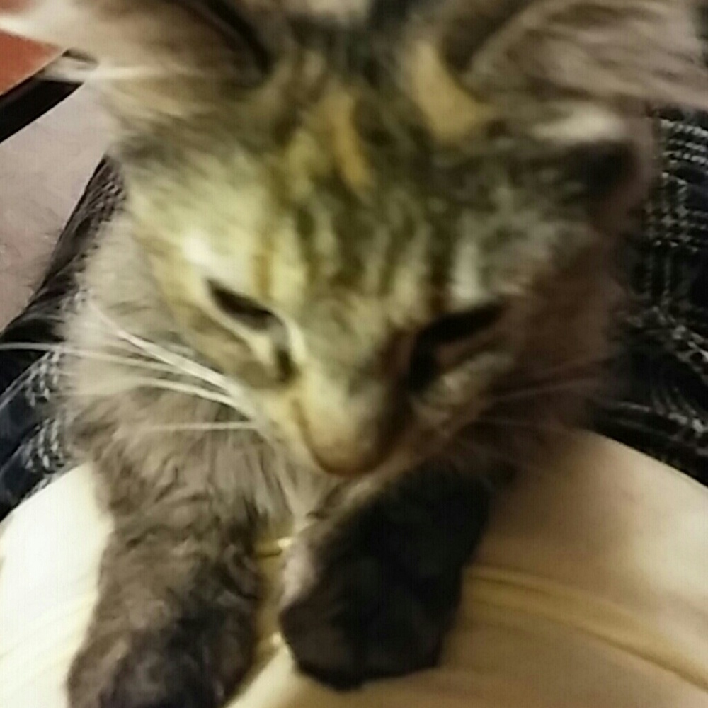 Meet your Posher, Cindy