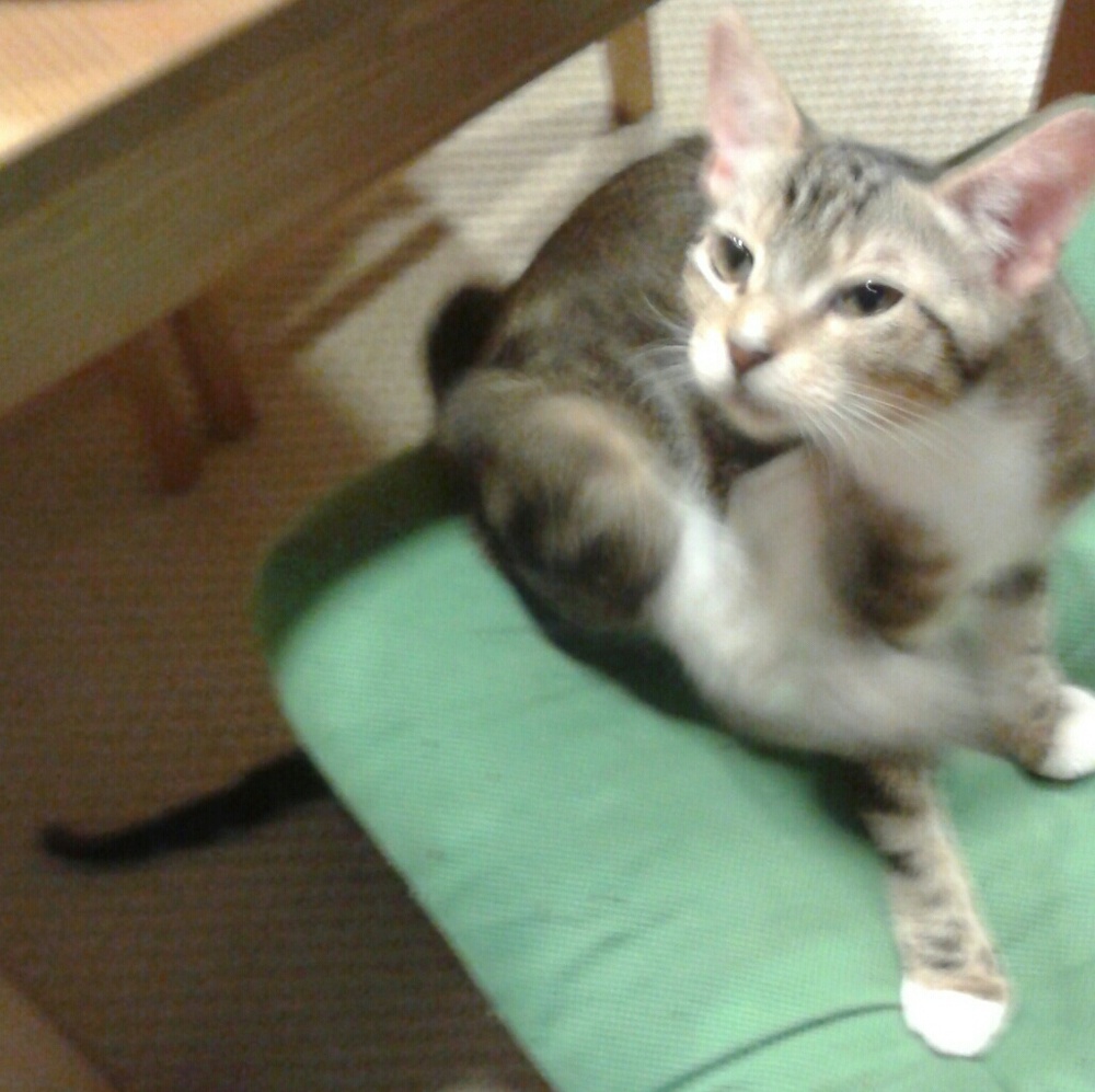 Meet your Posher, Candelaria