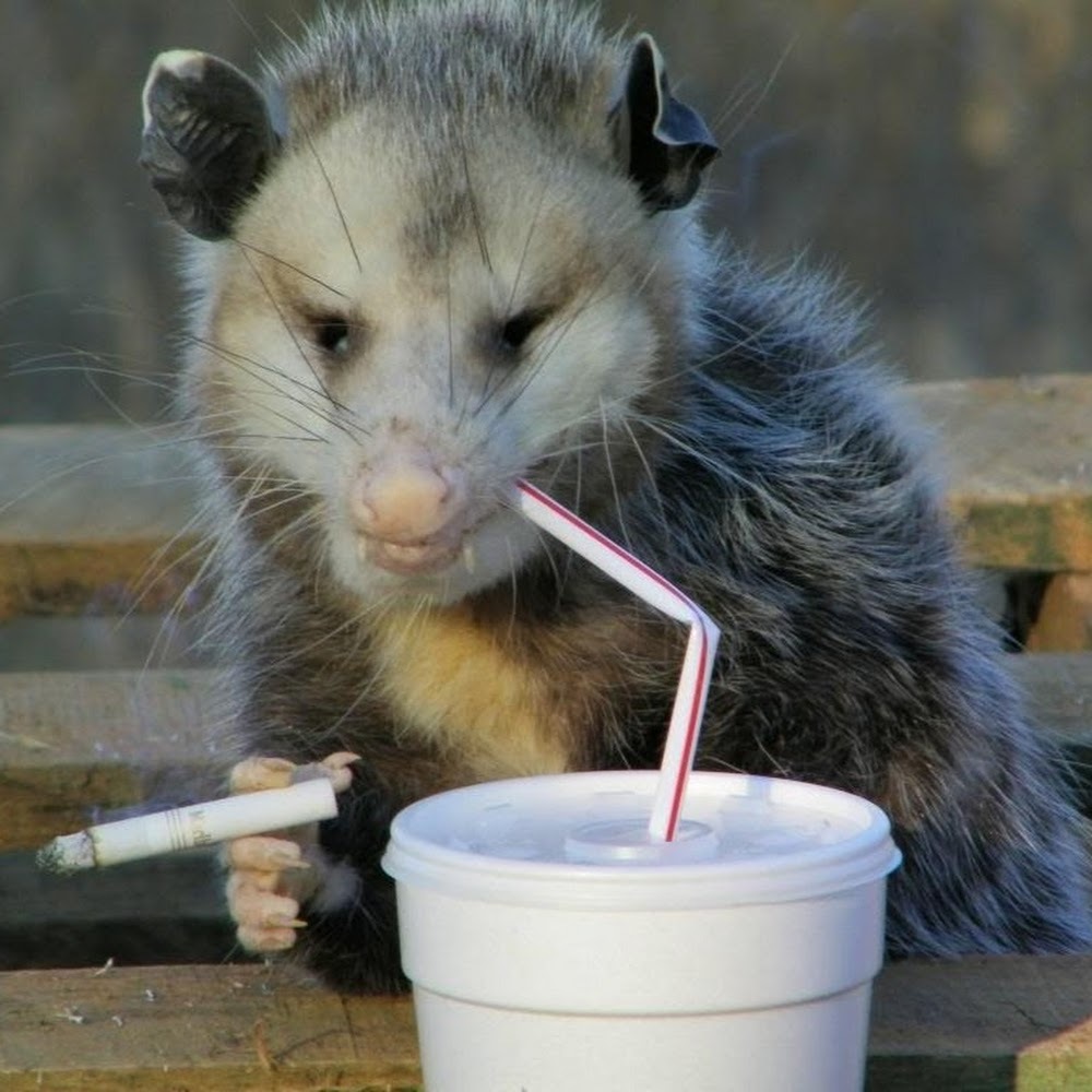 Meet your Posher, Gaius