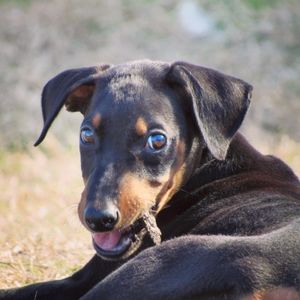 Meet your Posher, Shelby