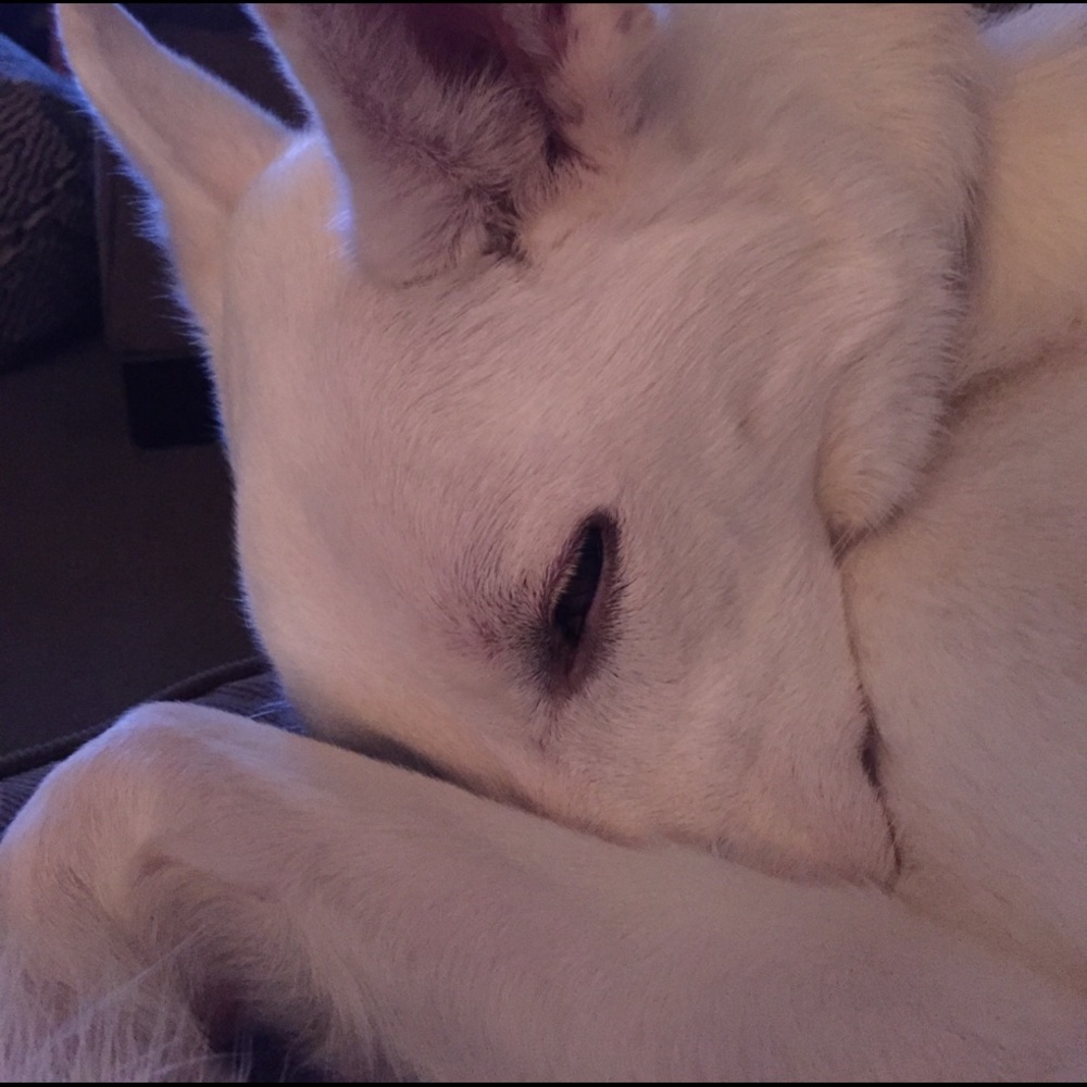 NOT FOR SALE - This is my girl Molly,