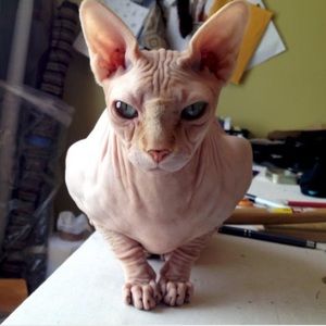 My cat