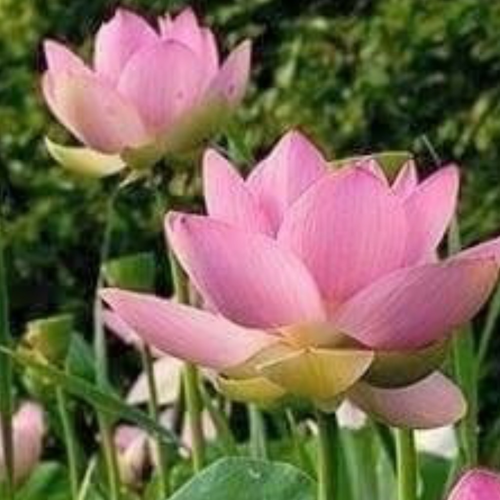 Meet your Posher, Nittaya