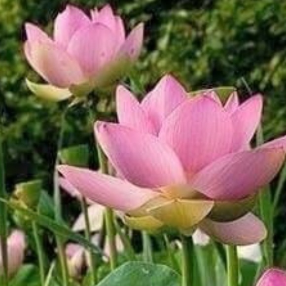 Meet your Posher, Nittaya - Picture 1 of 1