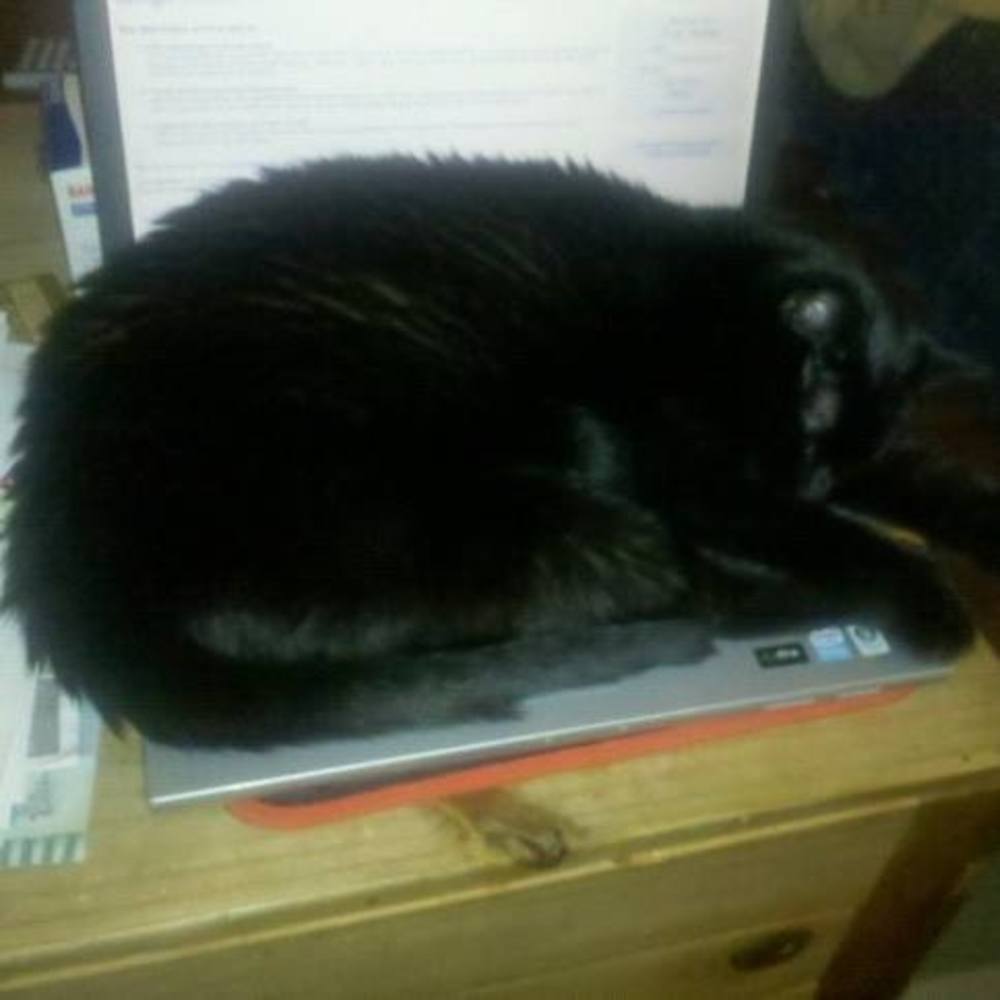 Meet your Posher, Steve