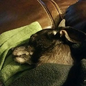 Meet your Posher, Sheila