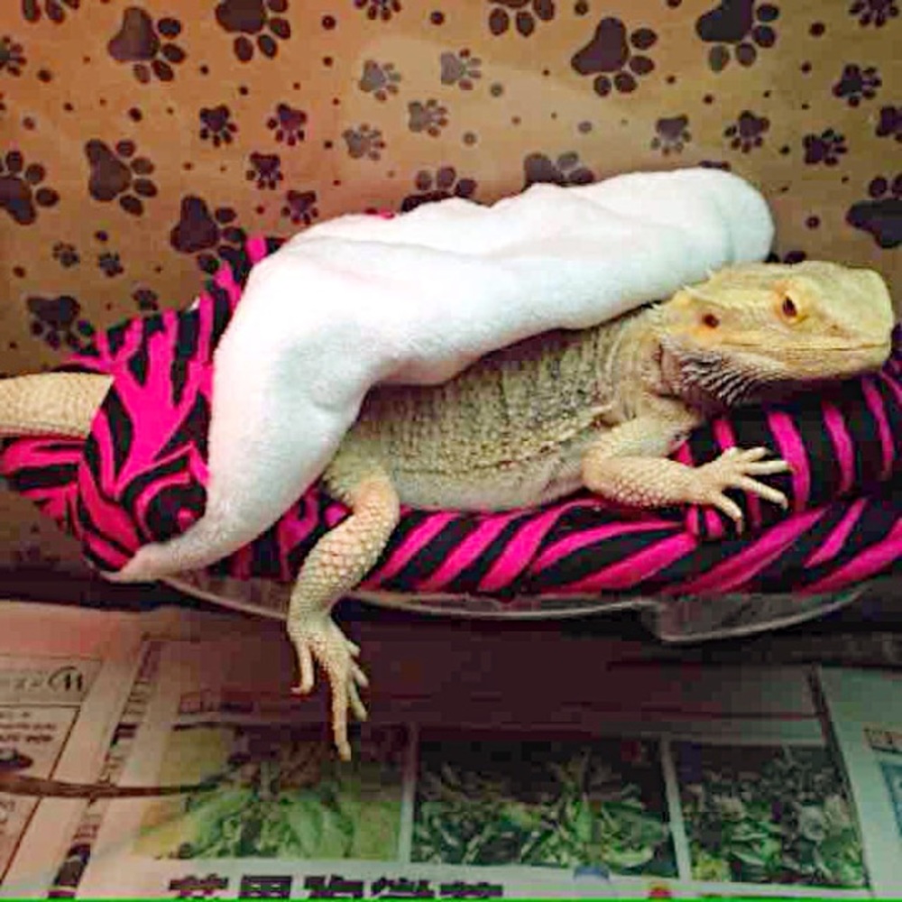 BEARDEDDRAGON ZIBRA PRINT SET BED COVERS