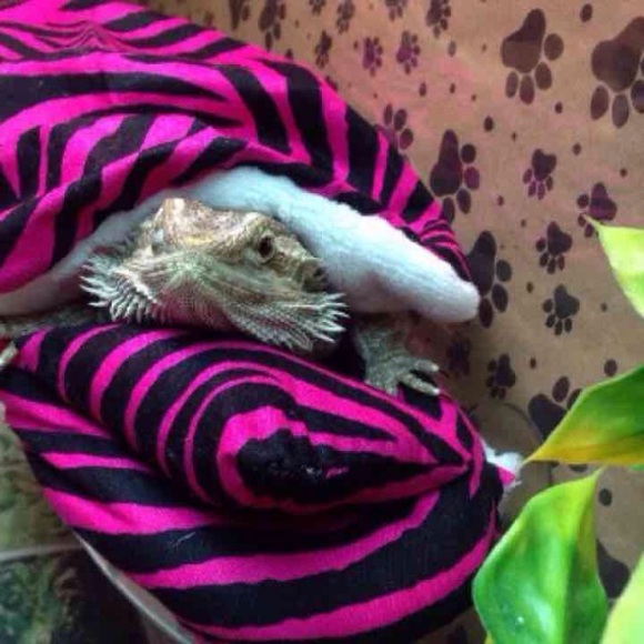 BEARDEDDRAGON ZIBRA PRINT SET BED COVERS - Picture 2 of 4