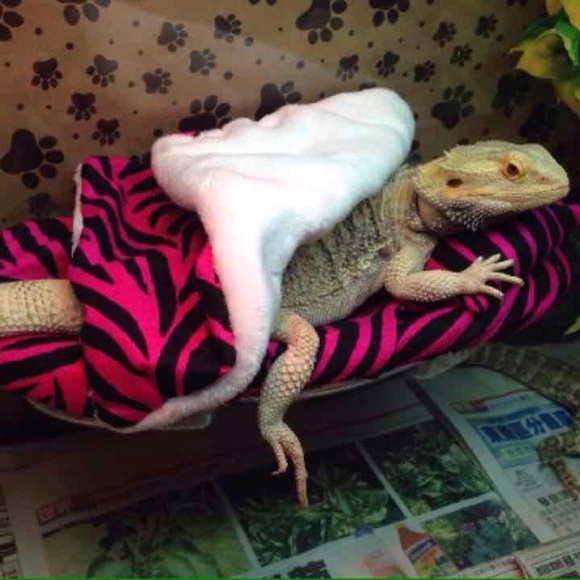 BEARDEDDRAGON ZIBRA PRINT SET BED COVERS - Picture 3 of 4