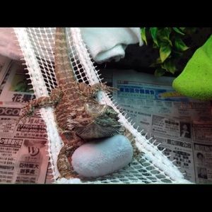 BEARDED DRAGON ATTACHABLE RESTING HAMMOCKS