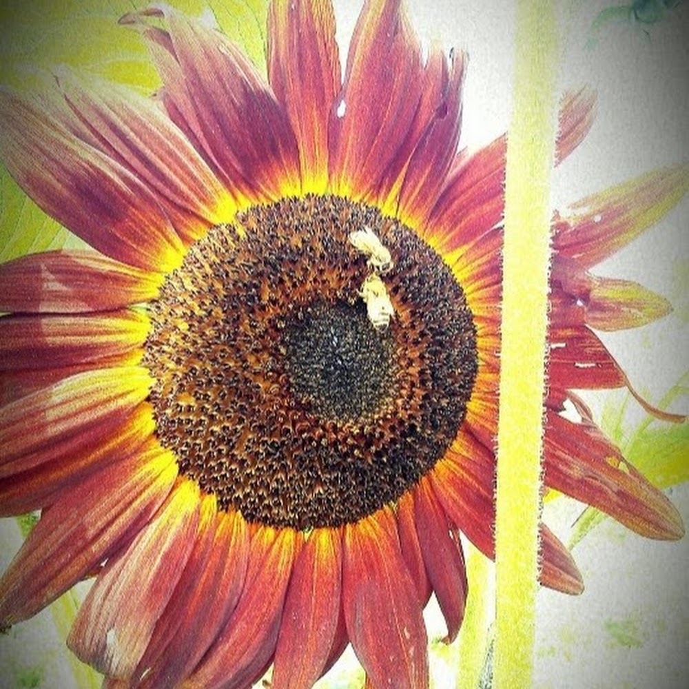 Meet your Posher, Beth