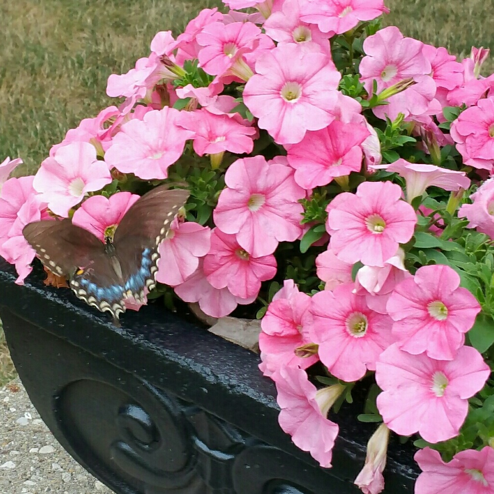 Meet your Posher, Sandy