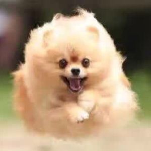 Meet your Posher, Xiaoshu