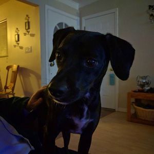 Meet your Posher, Dana