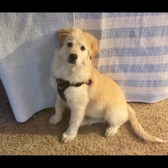 Meet your Posher,   DeEnna - Picture 2 of 3