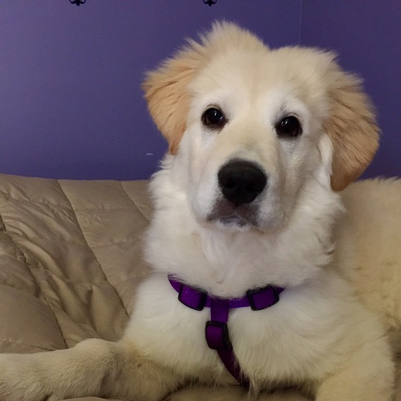 Meet your Posher,   DeEnna - Picture 3 of 3