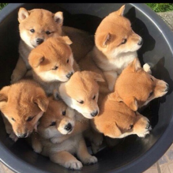 Meet your Posher, - Picture 4 of 8