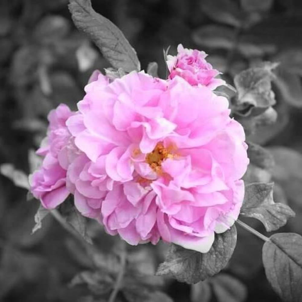 Meet your Posher, Gretchen