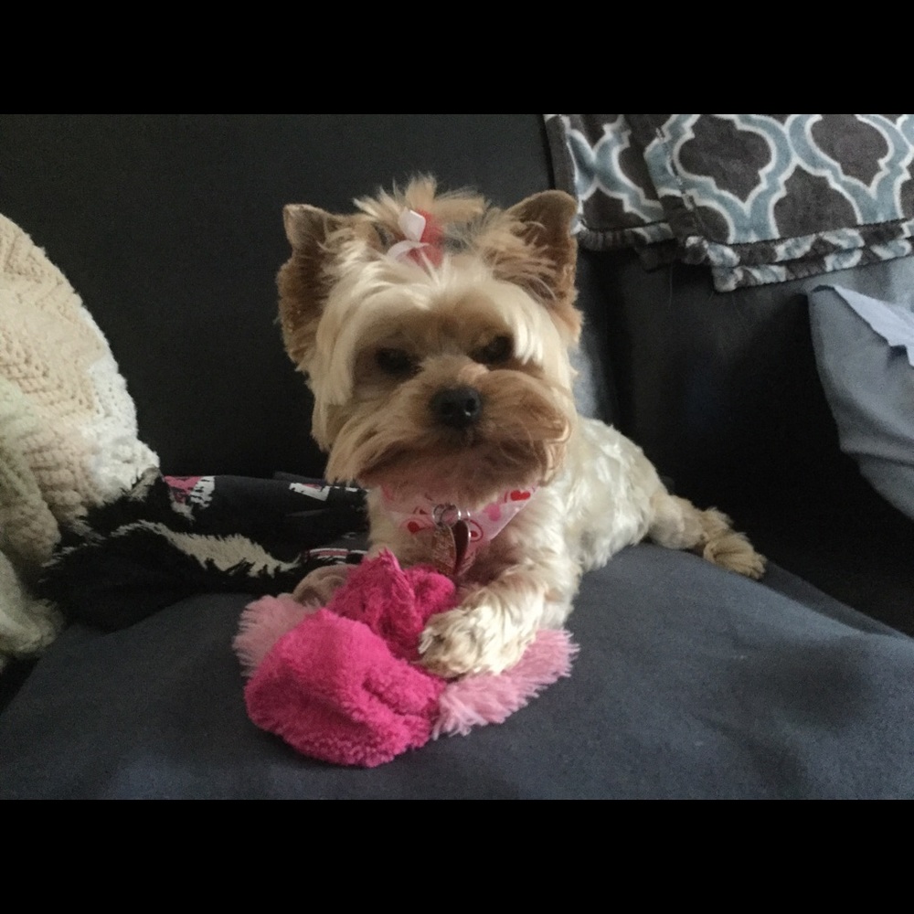 Meet your Posher, Alice