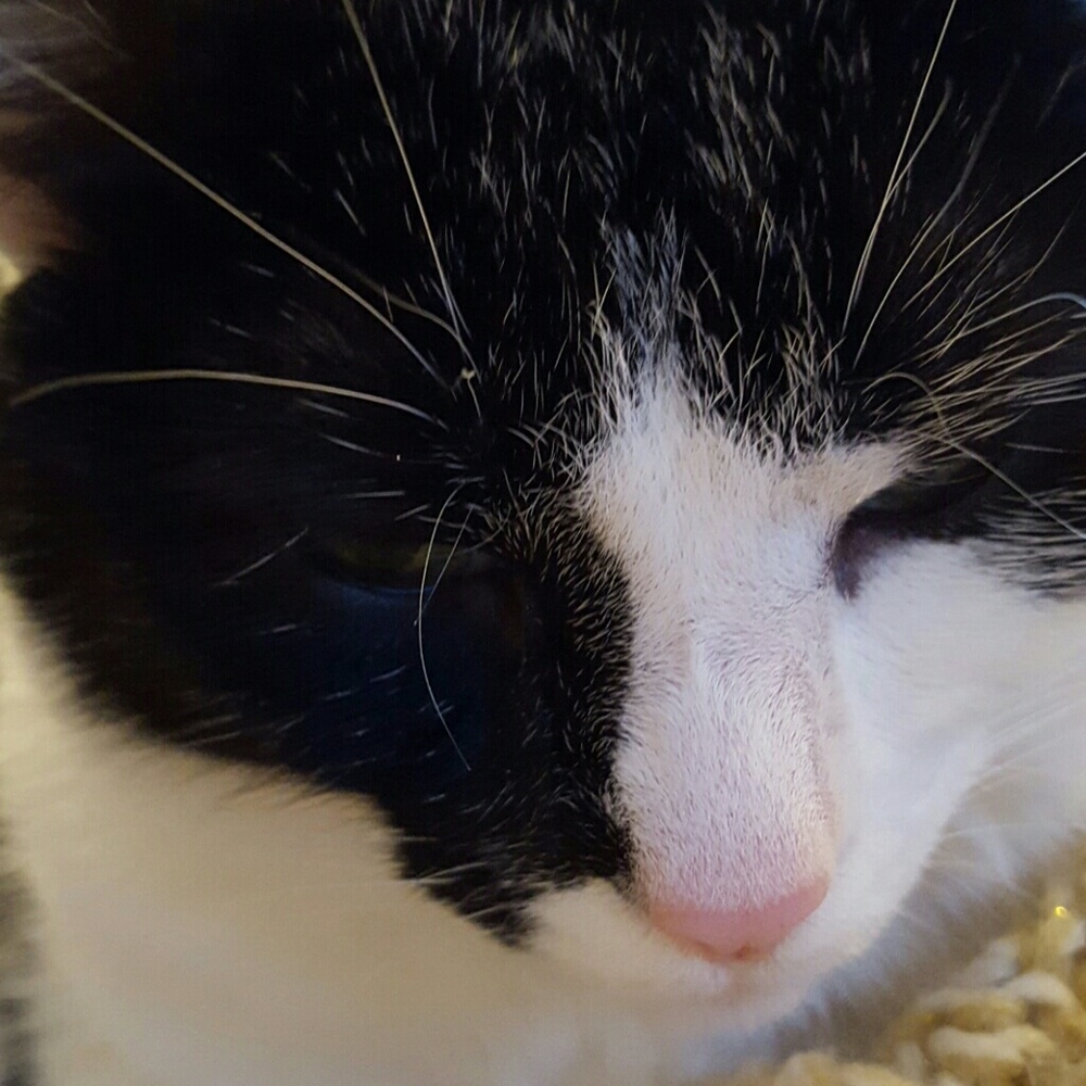 Meet your Posher, Claudia