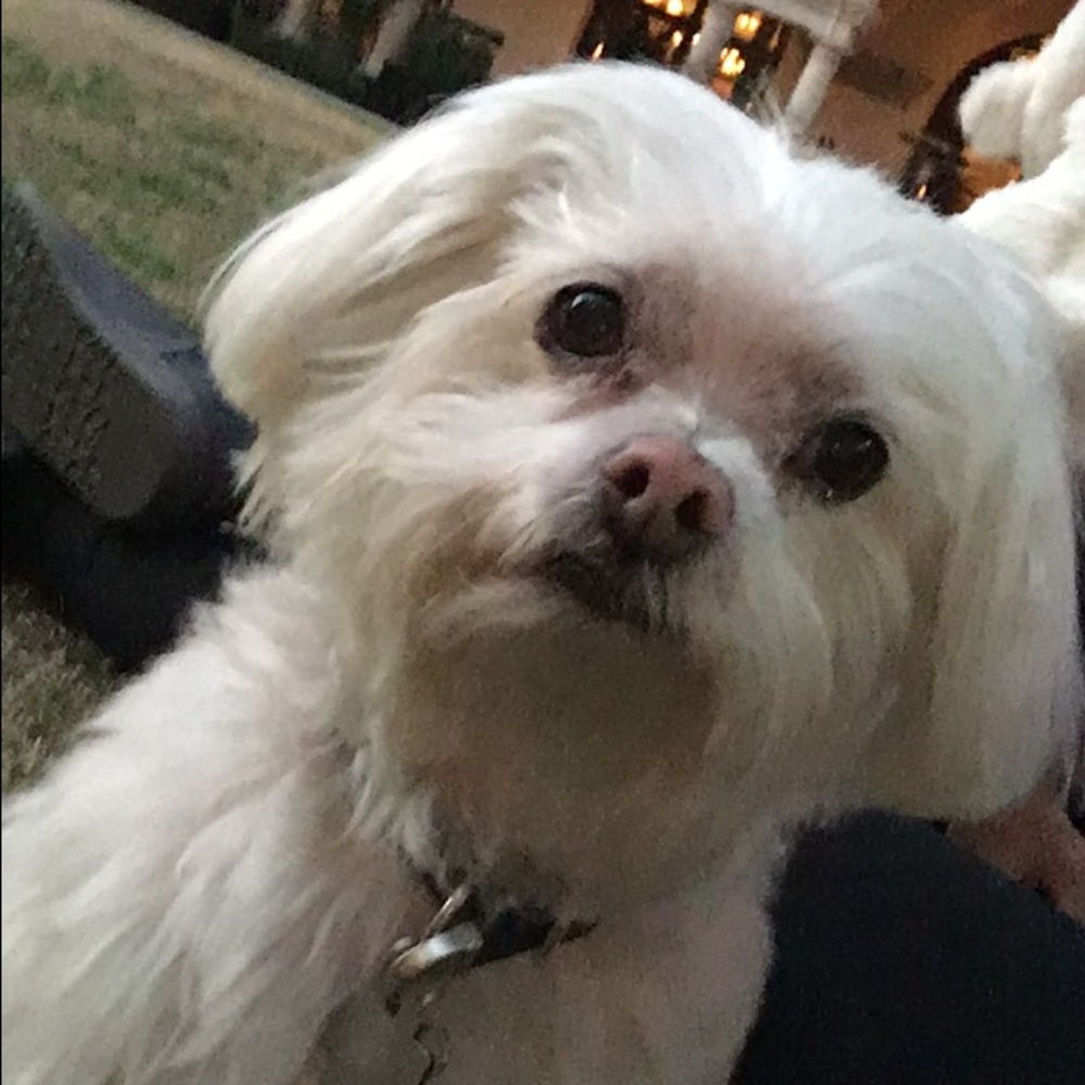 Meet your Posher, Mila