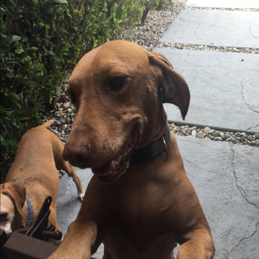 Meet your Posher, Sophia