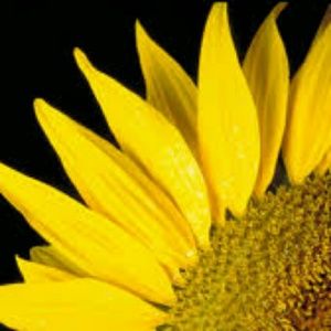 Meet your Posher, Dana