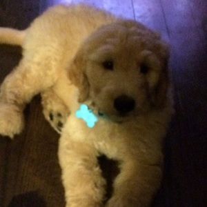 Meet your Posher, Eva