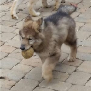 Meet your Posher, Samantha