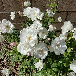 Meet your Posher, Geri