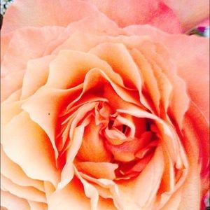 Meet your Posher, Nevaeh