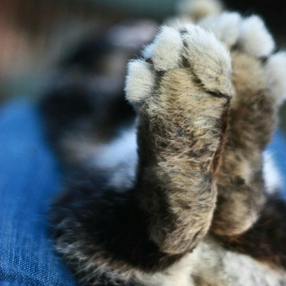 Meet your Posher, Julie