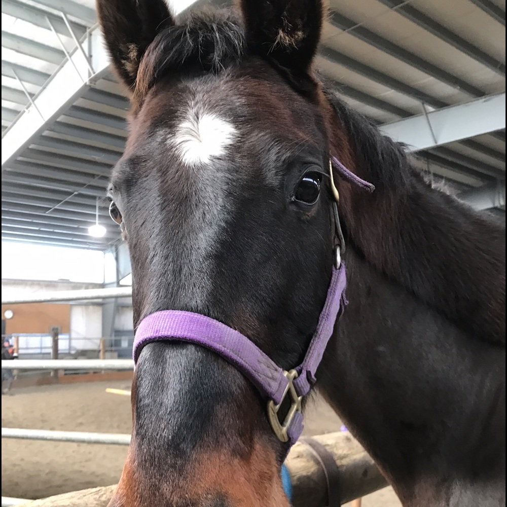 Meet your Posher, Parker