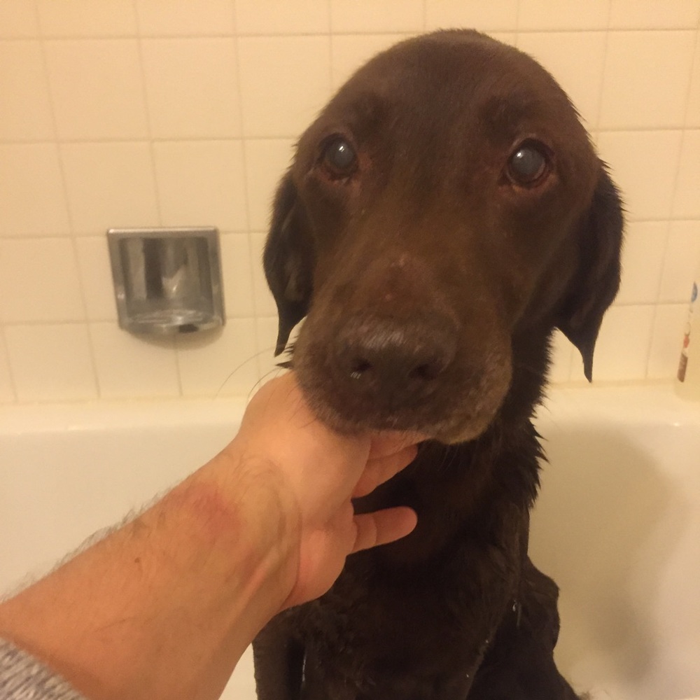 Meet your Posher, Zach