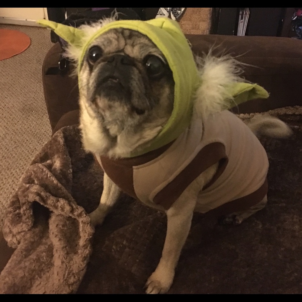 Meet your Posher, Piper