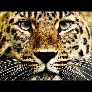 Meet your Posher, Marivil