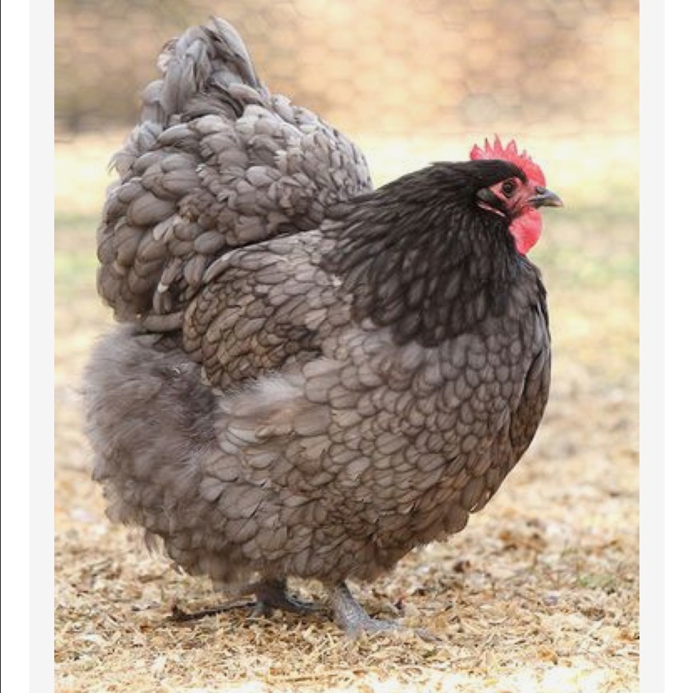 Meet your Posher, Eugenia