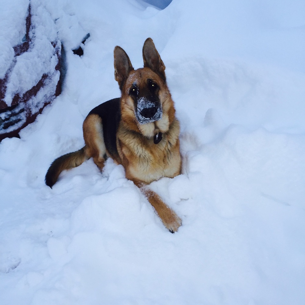 Meet your Posher, Elwen