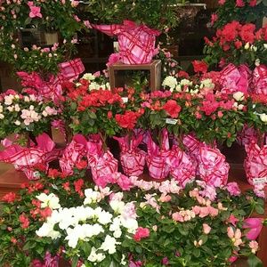 Meet your Posher, Telissa