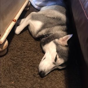 Meet your Posher, Jake