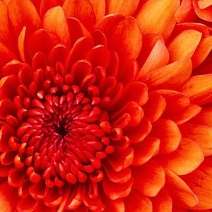 Meet your Posher, Priscilla