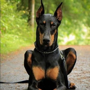 Meet your Posher, German