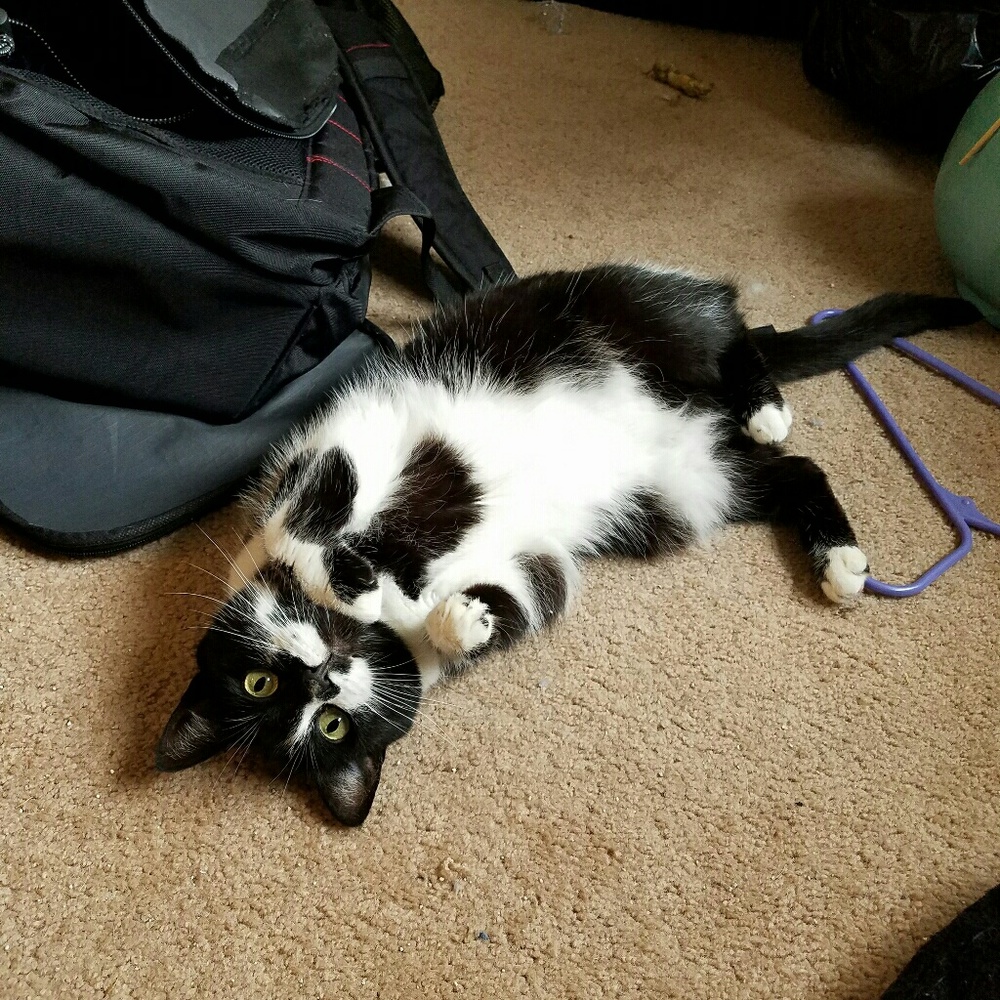 Kitty friendly home