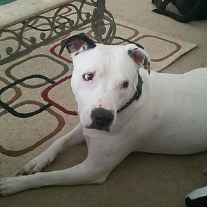 Meet your Posher, Toni