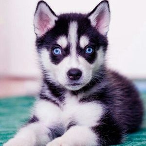 Meet your Posher, Bentley