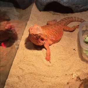 Meet your Posher, Robyn