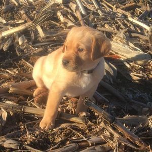 Meet your Posher, Beau