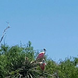 Meet your Posher, Diana