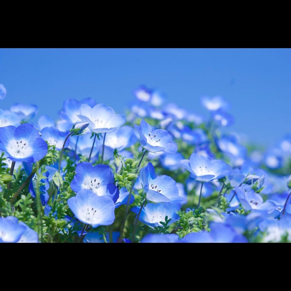 Meet your Posher, Tintin